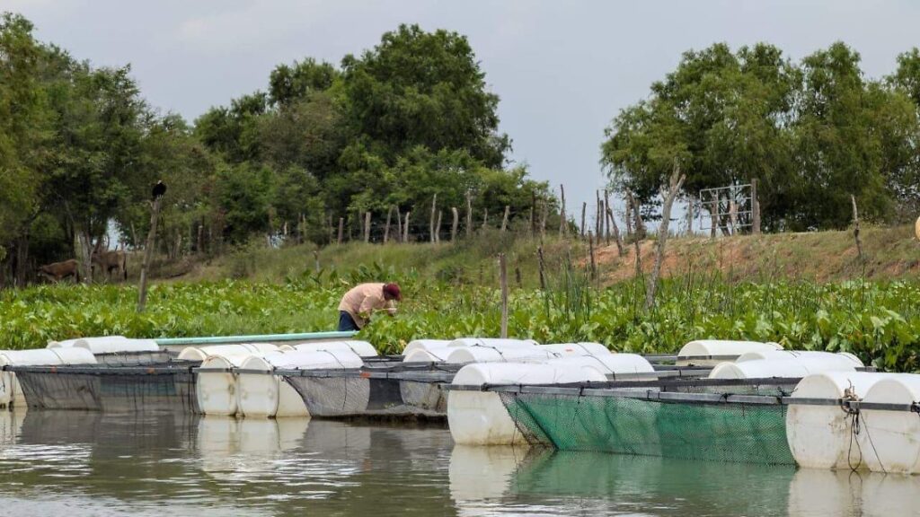 Pescadores adquieren lanchas y motores tras primeras siembras con Pescando Vida
