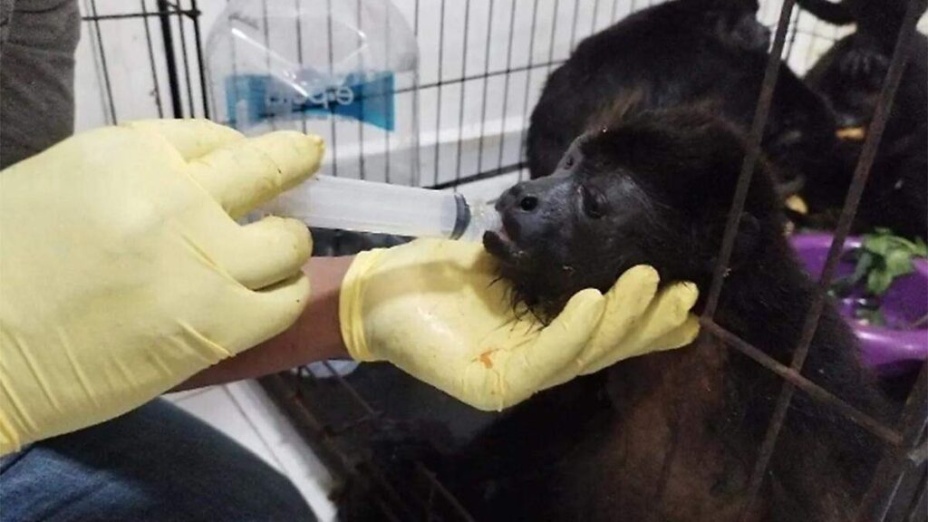Monos en peligro por calor extremo: ¿Cómo puedes ayudar a salvarlos?