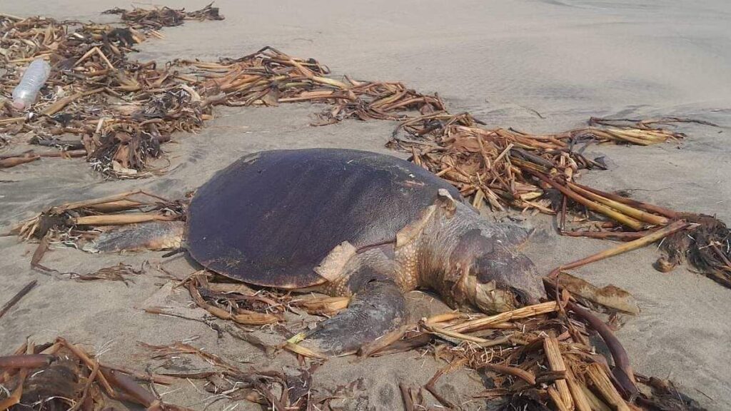 Cuerpo yacía en playa de Paraíso; era el de una tortuga