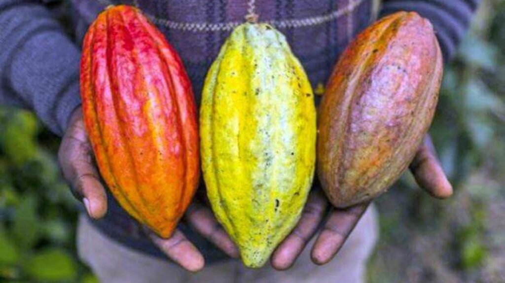 Cacao de la Chontalpa obtiene reconocimiento oficial por calidad y origen