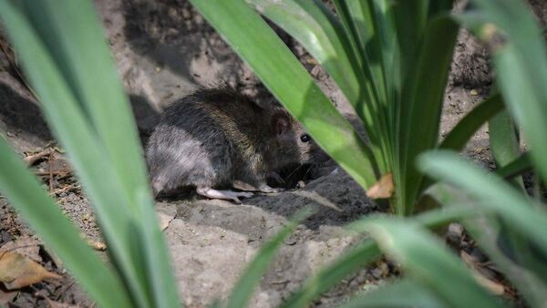 ¿México debe alertarse por el brote de hantavirus?