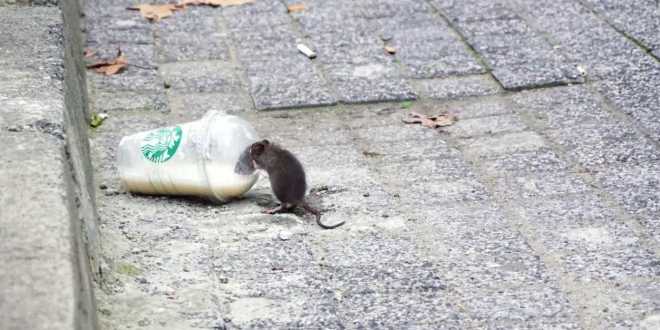 Refuerzan prevención contra leptospirosis