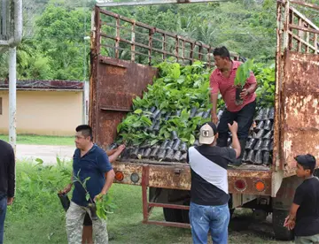 Reporta Comisión Estatal Forestal sobrevivencia del 85% de árboles plantados en campaña de reforestación