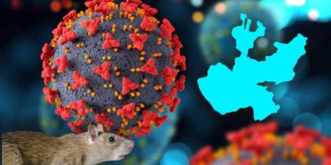 Jalisco se blinda contra el hantavirus
