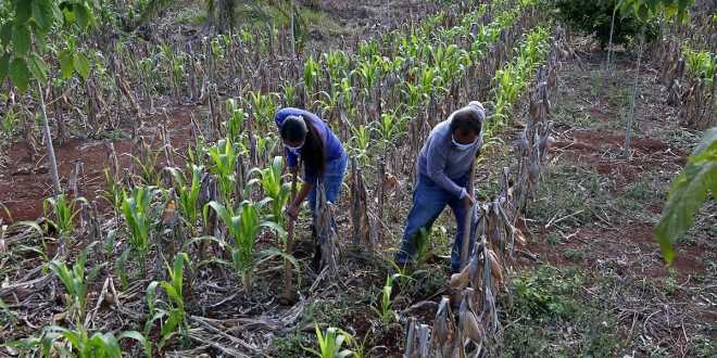 Envejece mano de obra agropecuaria en Tabasco: Censo