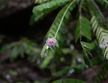 Investigadores descubren dos nuevas plantas en Tabasco