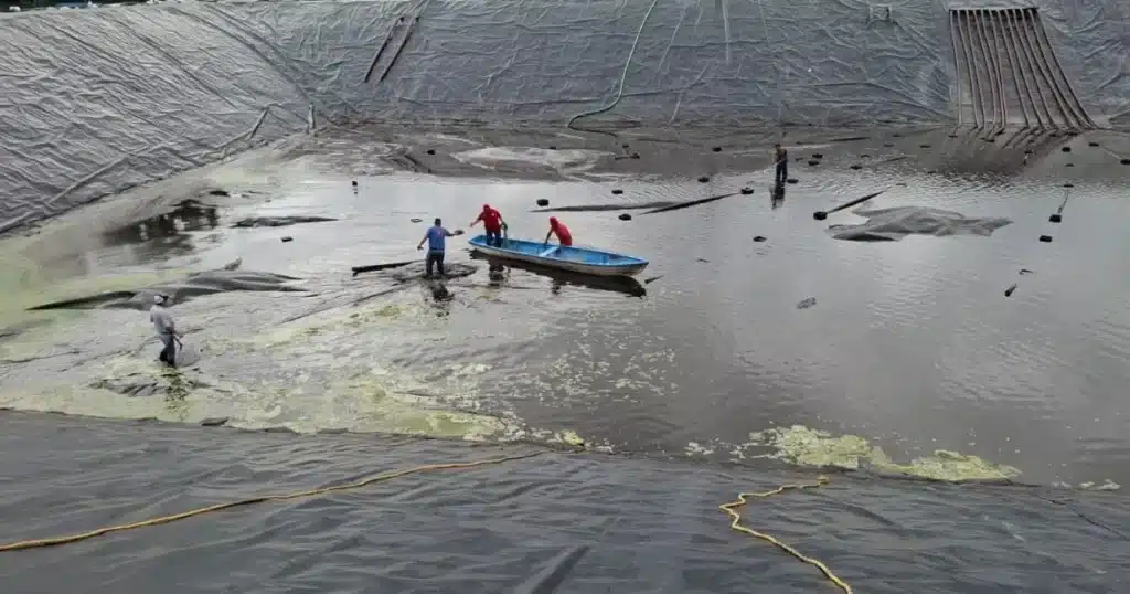 Capturan a cocodrilo Moreletii en las instalaciones de Óleo Palma