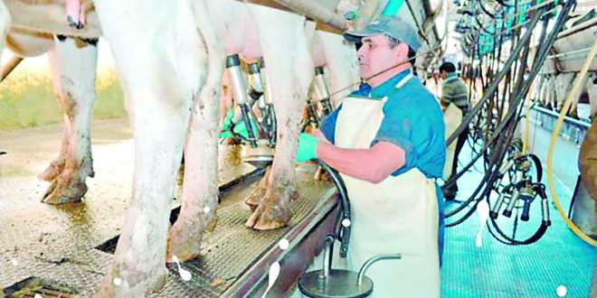 Produce Tabasco 105 millones de litros del leche anuales
