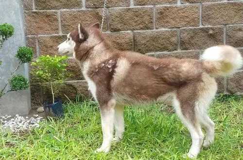 Histórico: Dictan primera pensión alimenticia para un perro en Villahermosa