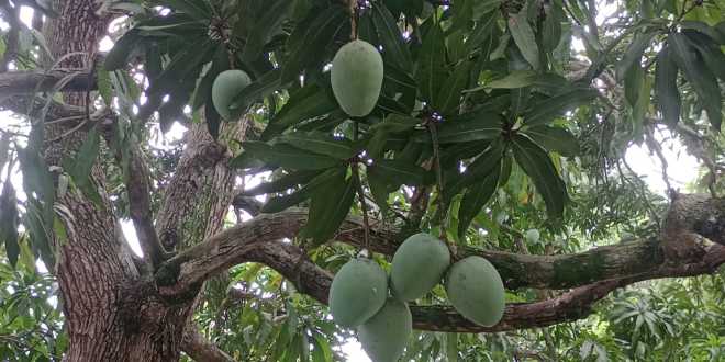 La producción de mango en Tabasco entra en su recta final