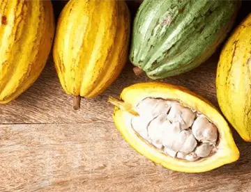 100 pesos por kilo, primer planteamiento de compra del cacao tabasqueño: Albores
