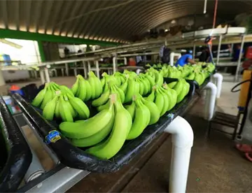 Diputado de Morena pide pruebas ante denuncia de contrabando de plátano