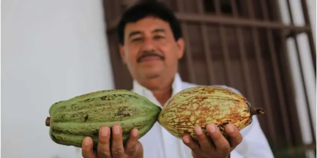 Revivirá el cacao en Tabasco