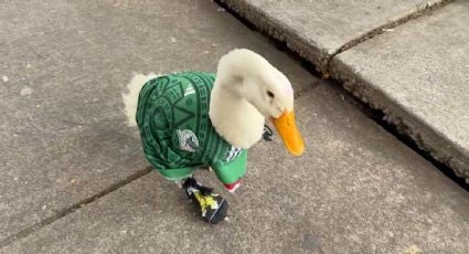 El IMPI frena el despojo del “Pato Merlín”: la marca se queda con su familia