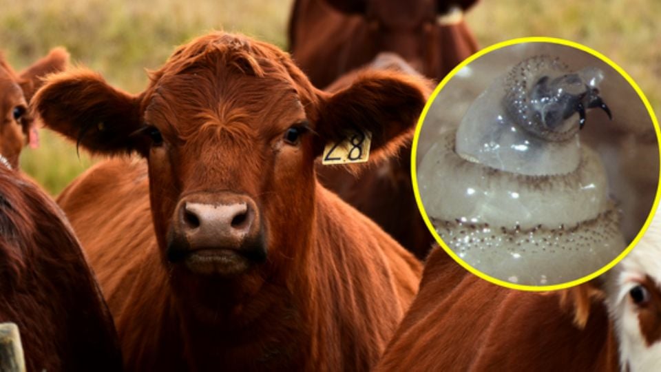 Texas declara emergencia para contener la propagación de la mosca del gusano barrenador