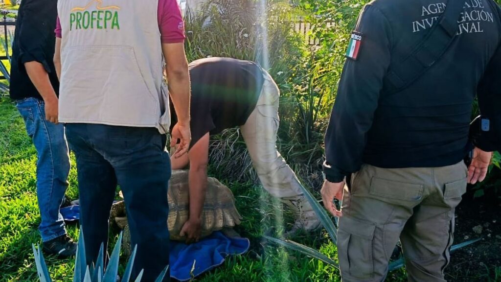 Rescata Profepa 135 animales silvestres en Tabasco
