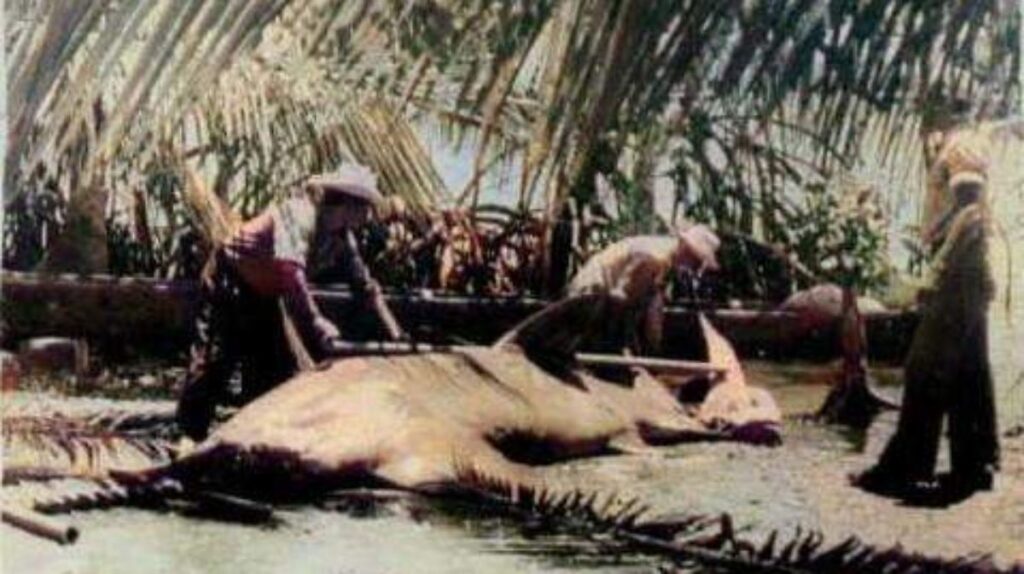 Los tiburones que desaparecieron de las lagunas, manglares, ríos y costas de Tabasco
