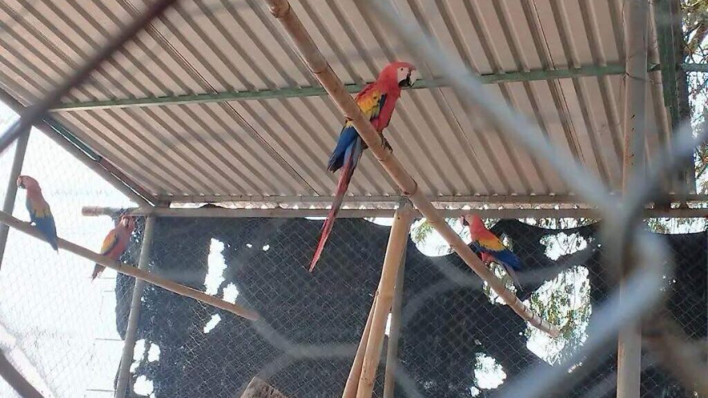 Decomisa Profepa especies de aves en peligro de extinción en Cunduacán