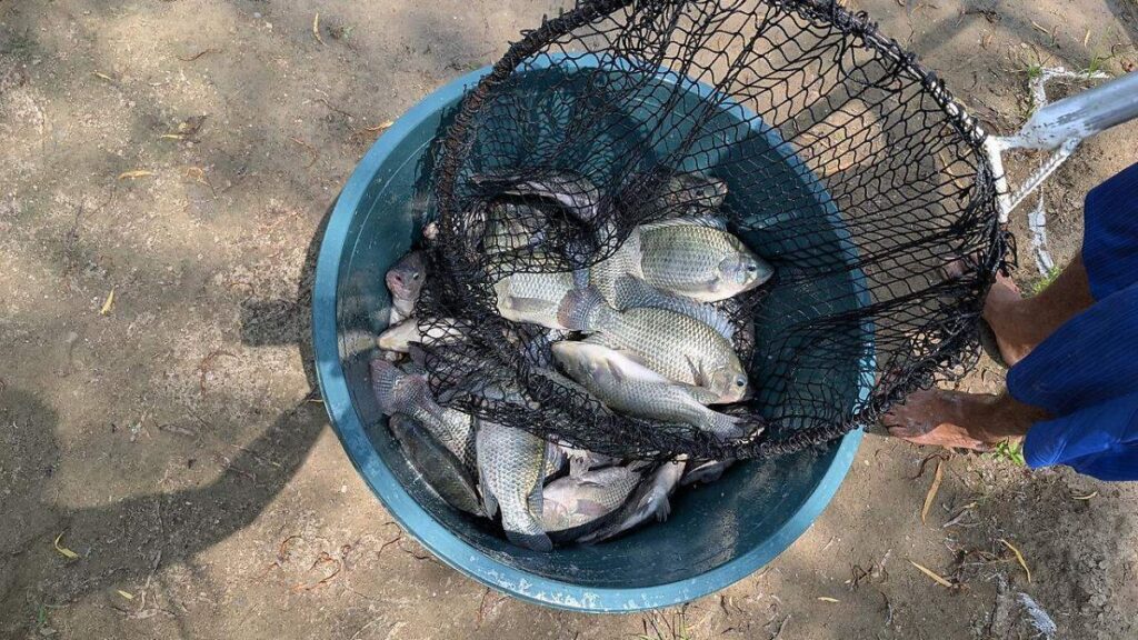 Del río a tu mesa: así puedes comprar mariscos frescos directamente a productores tabasqueños