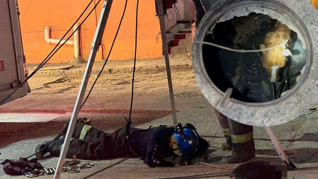 Caballo cae en alcantarilla en Ocuiltzapotlán; Protección Civil municipal lo rescata