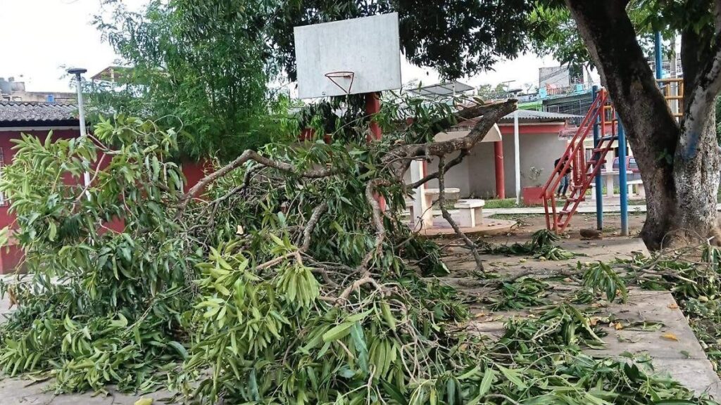 Atiende Protección Ambiental de Centro hasta 30 solicitudes de desmorre de árboles