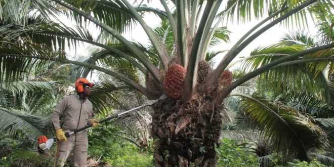 Ocupa Tabasco tercer sitio en producción de palma de aceite
