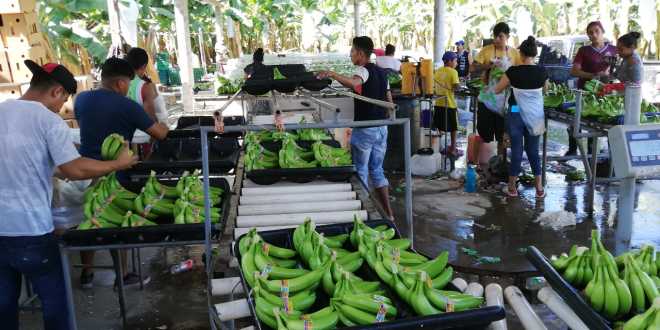Pueden productores de plátano reducir tarifa de electricidad