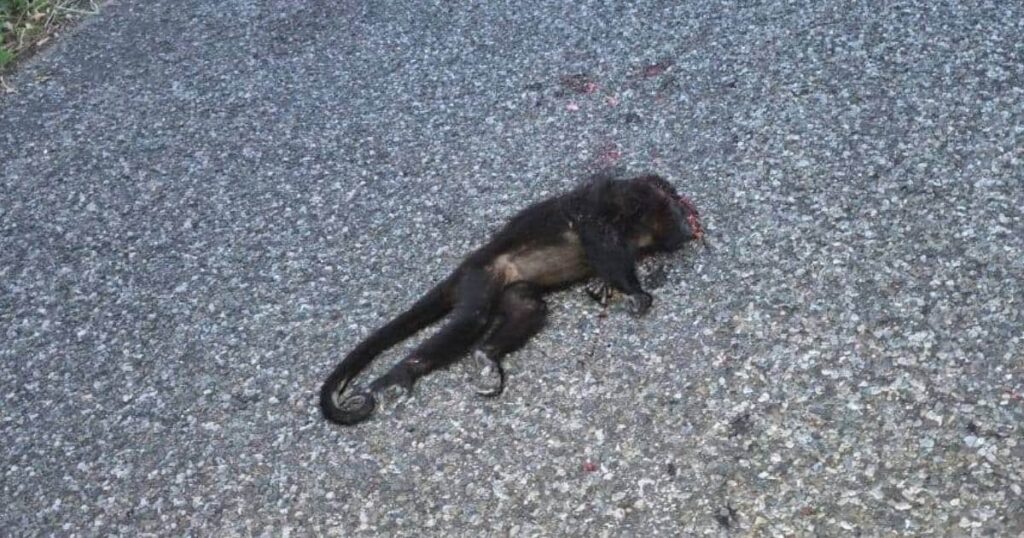Atropellan a mono saraguato en la vía a Tulipán
