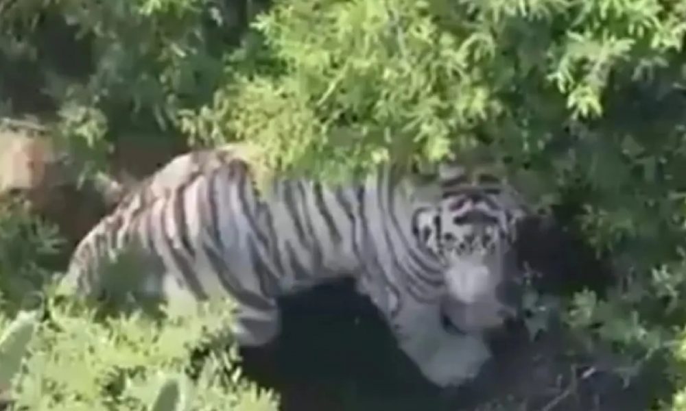 Fallece tigre Kenzo tras resultar herido durante su captura en Edomex