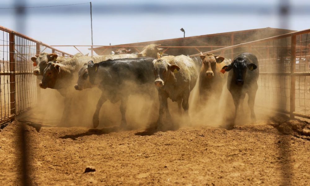 México y Estados Unidos refuerzan combate al gusano barrenador del ganado