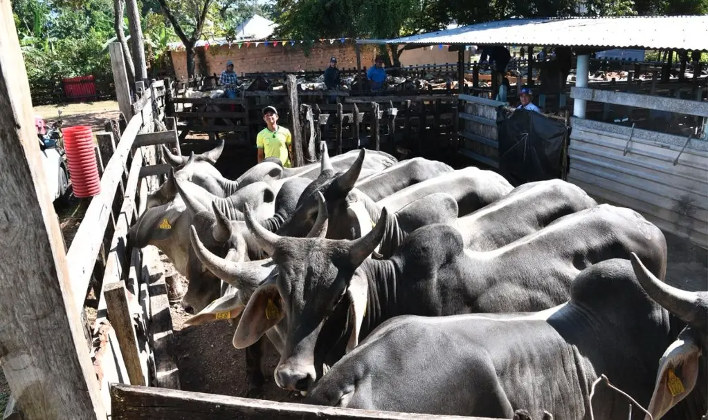 Vinculan a proceso a 7 ganaderos de la UGRT por traslado ilegal de semovientes