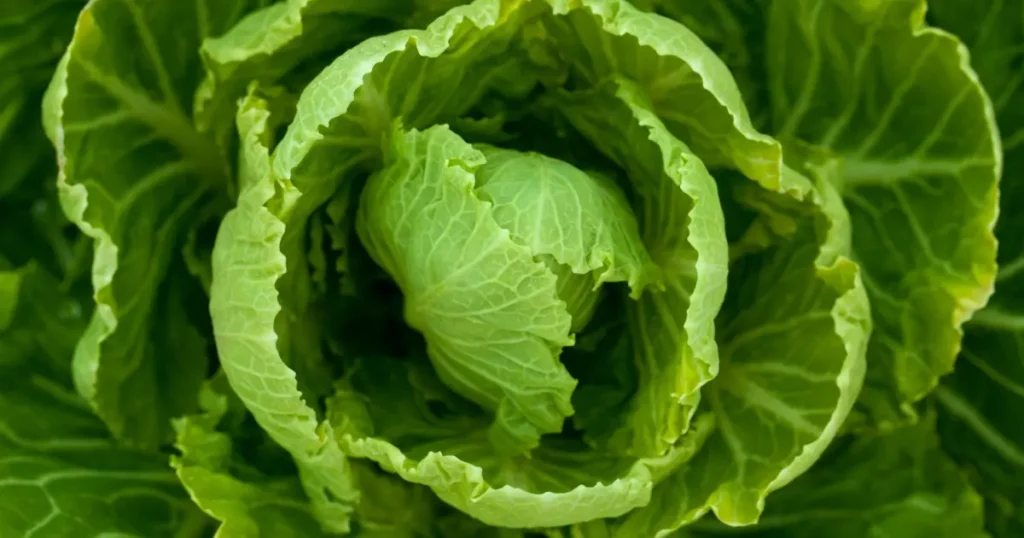 Brote de Cyclospora en EE.UU. supera los 11 mil casos; investigan lechuga contaminada