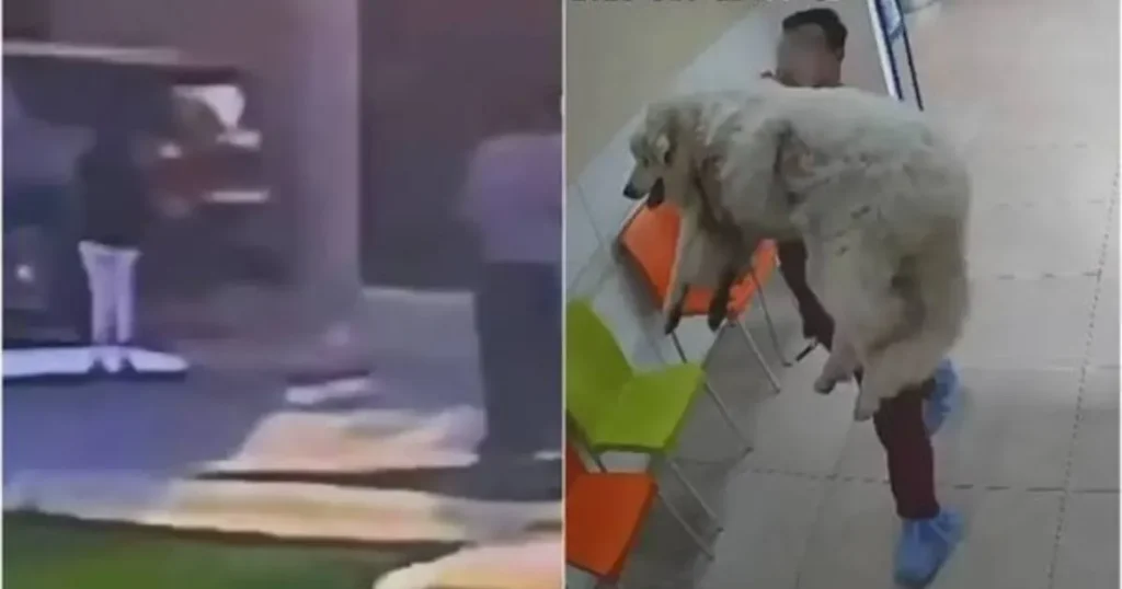Crean petición en Change.org para exigir justicia por Rocky, el perrito que murió tras ser arrastrado en Saltillo