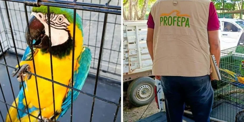 Especies Exóticas Decomisadas en Operativos en Tabasco