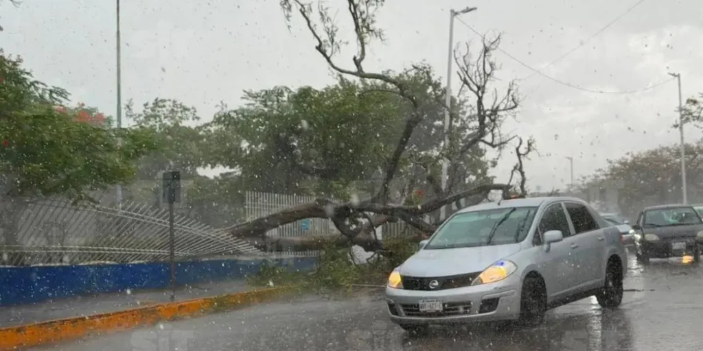 Alerta en Tabasco: árboles derribados por fuertes vientos