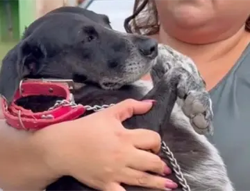 Adoptan a Oreo, perrita en condición de calle que frecuentaba La Antojería