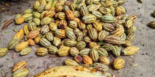 Vive cacao tabasqueño un buen momento
