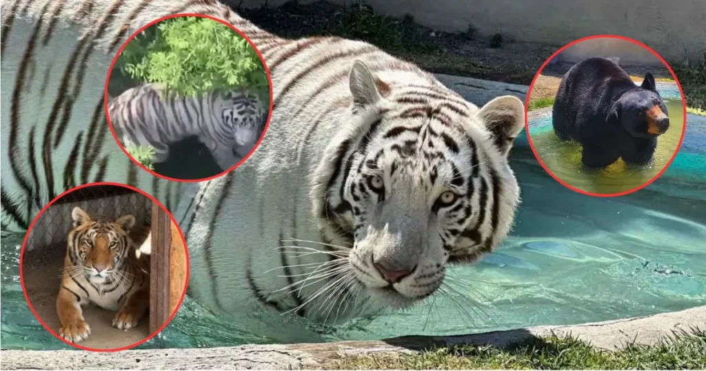¿Cómo es Animal Experience? De dónde escapó tigre de Bengala “Kenzo”