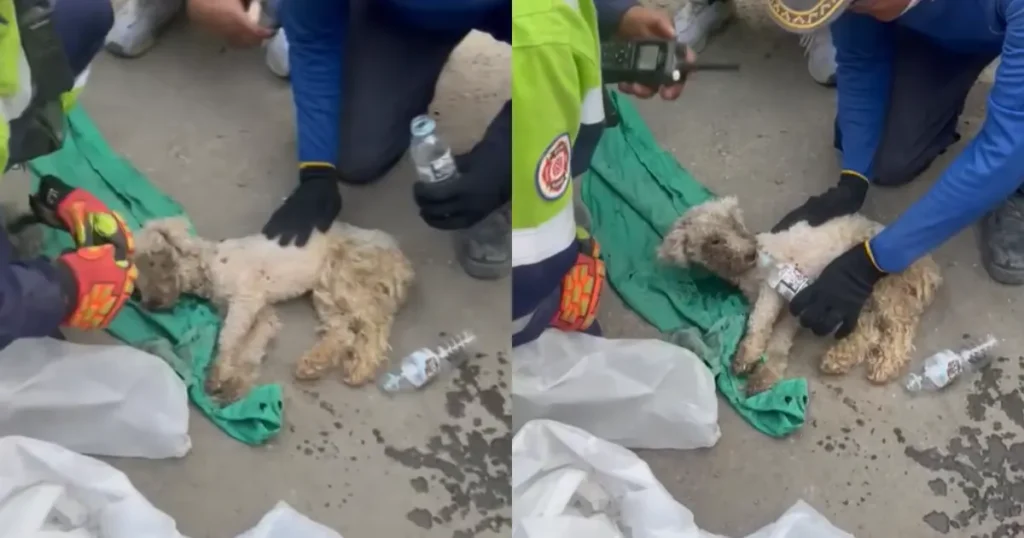 Laila, la perrita que sobrevivió 29 días atrapada bajo los escombros