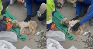 Laila, la perrita que sobrevivió 29 días atrapada bajo los escombros