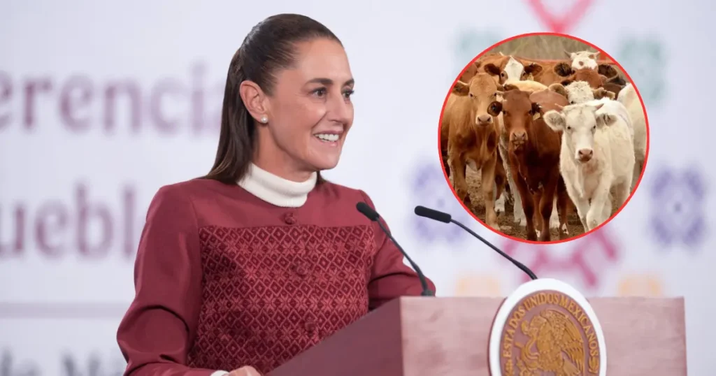 Claudia Sheinbaum anuncia reanudación de exportación de ganado a Estados Unidos
