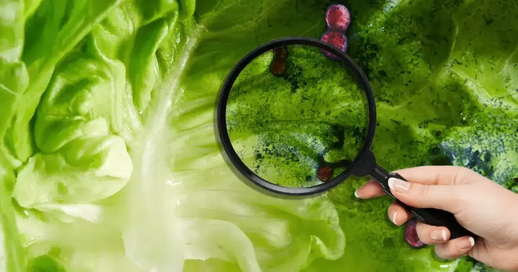 Estados Unidos vincula brote de diarrea explosiva con lechuga mexicana; ¿qué se sabe?