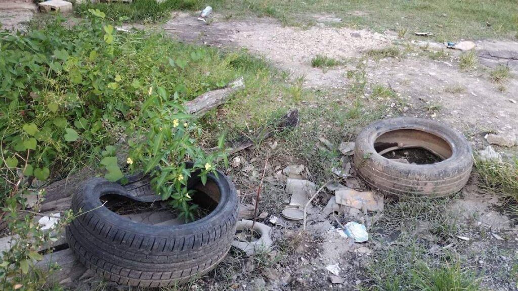 Casi 50% de los casos de dengue en Tabasco no son graves