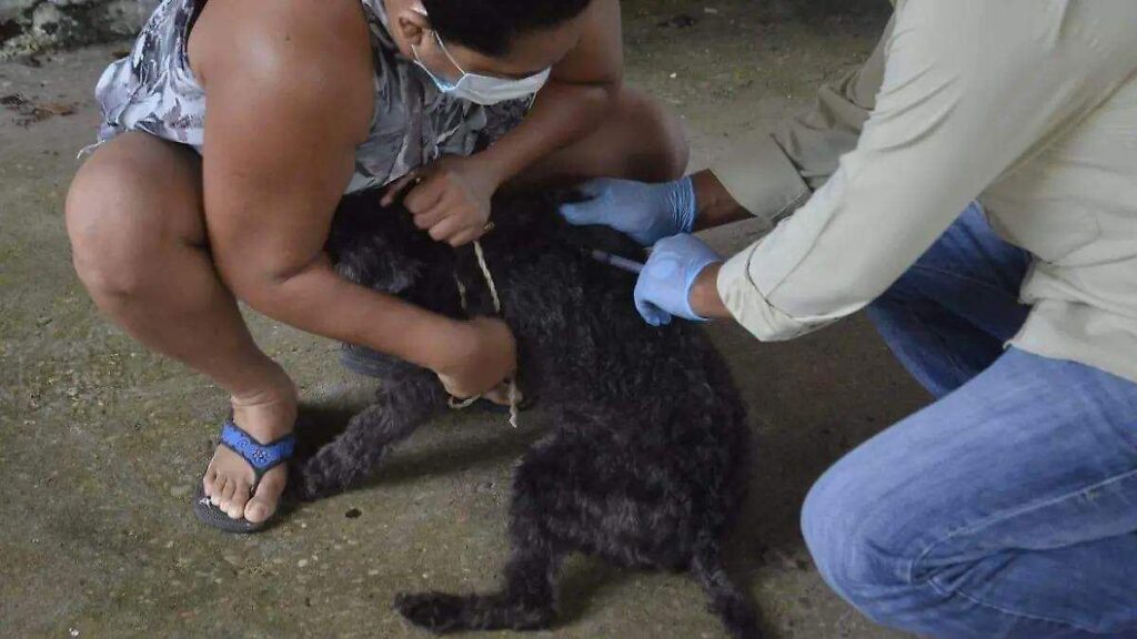 Vacunación a perros y gatos llegará a Macultepec, Ocuiltzapotlán y Gil Pérez