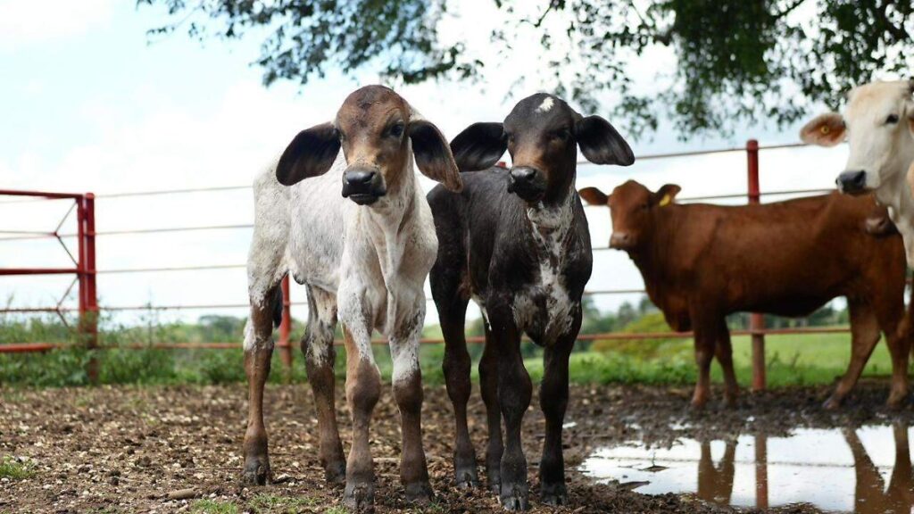 Abren convocatoria para compra de novillonas en la región Chontalpa