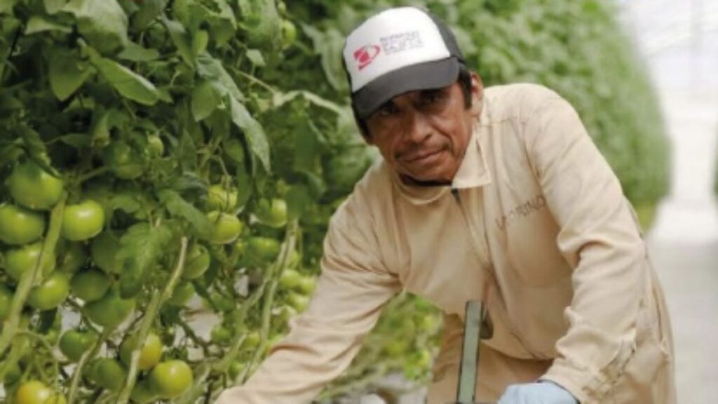 Abren reclutamiento en Comalcalco para jornaleros agrícolas en Jalisco