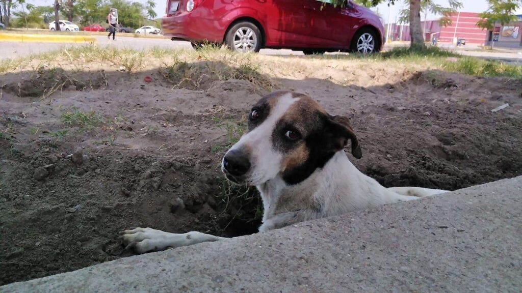 Perrito pierde la vida colgado en una azotea en Teapa