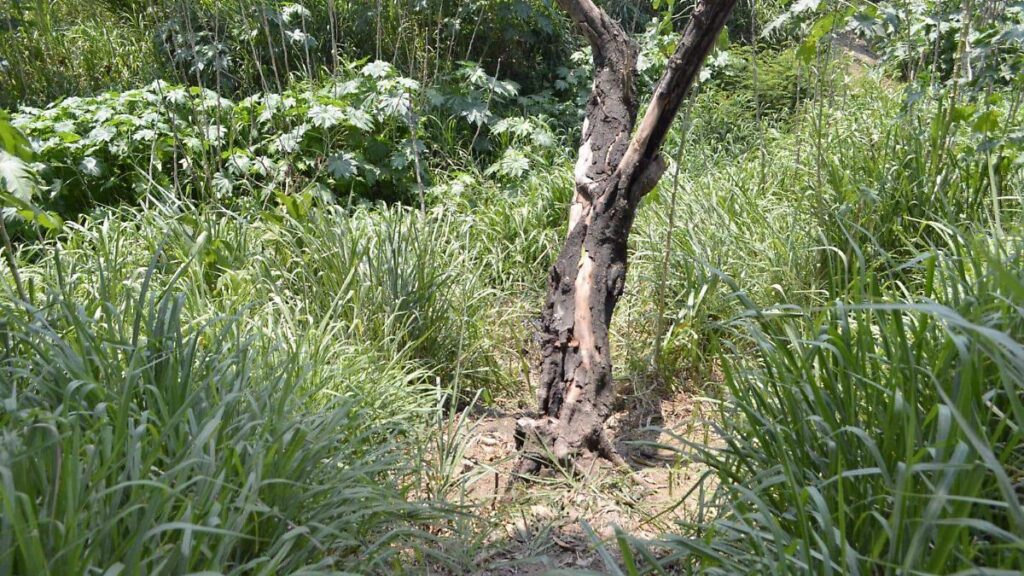 Encuentran cuerpo entre la maleza en Anacleto Canabal; tenía impactos de bala