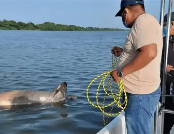 Van cerca de 13 manatíes muertos en Tabasco este 2026