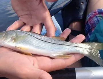 Prohíben pescar robalo blanco, robalo prieto y chucumite en Tabasco